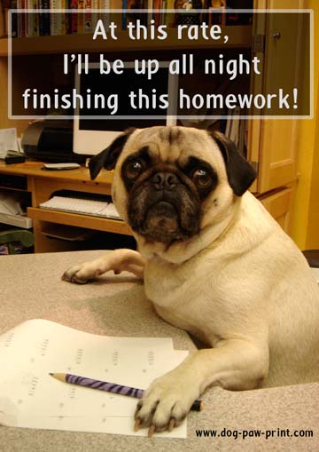 How to use study pug picture
