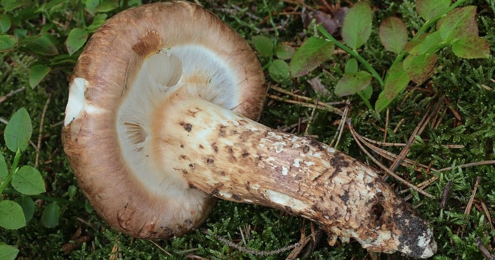 Goliatmusseron Tricholoma matsutake tuoksuvalmuska kransmusserong