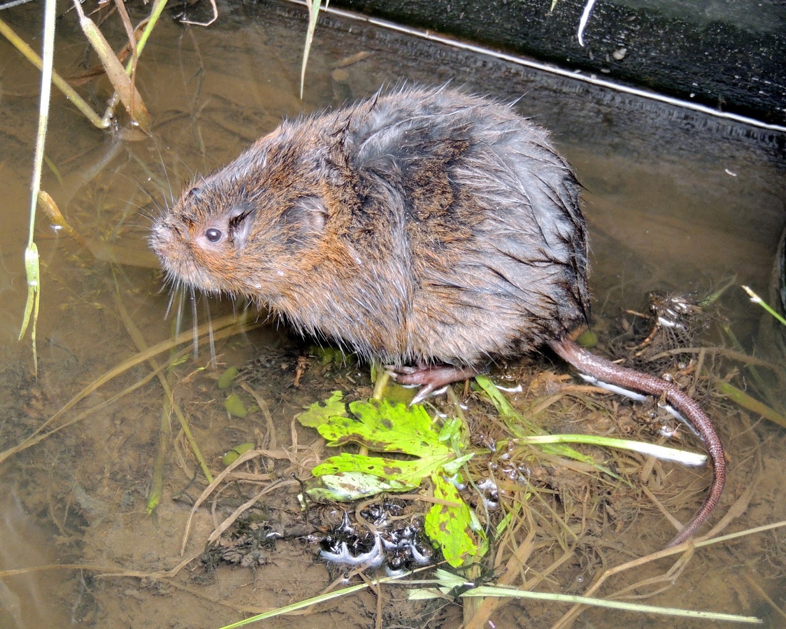 About a Brook Strongest Proof Yet that Water Voles Eat Snails