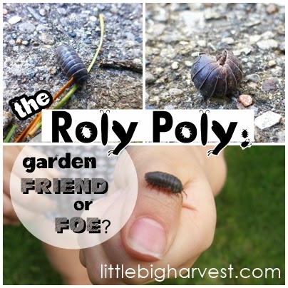 Little Big Harvest The Roly Poly Garden Friend Or Foe