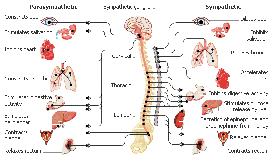General Knowledge Updates What Is Autonomic Nervous System How Its Work