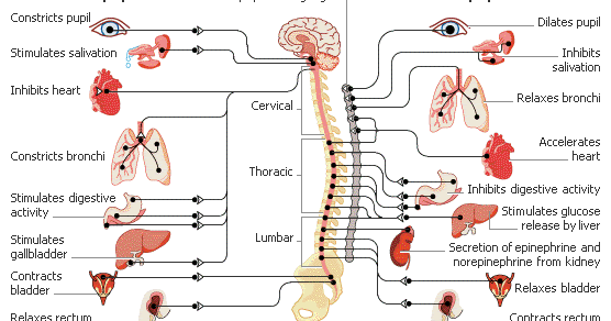 General Knowledge Updates: What Is "Autonomic Nervous System" How Its Work