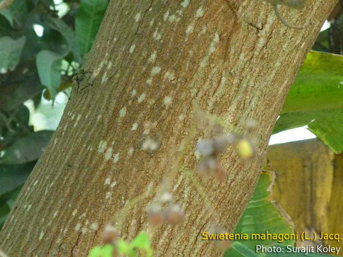 Tronco de caoba - Swietenia mahogany tree trunk