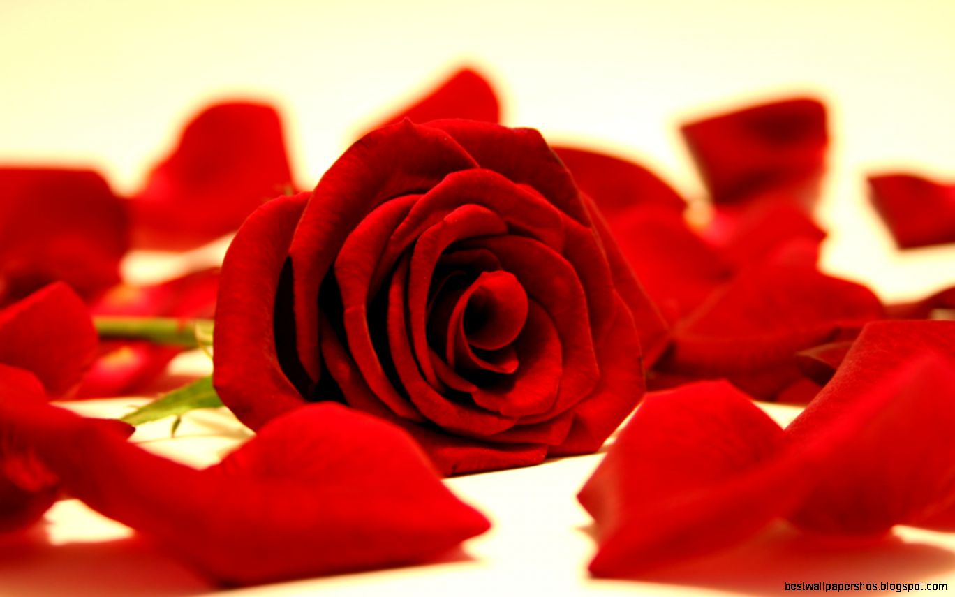 Red Rose Flowers Wallpaper 33341012 Fanpop Red Rose Flowers Wallpaper 33341012 Fanpop