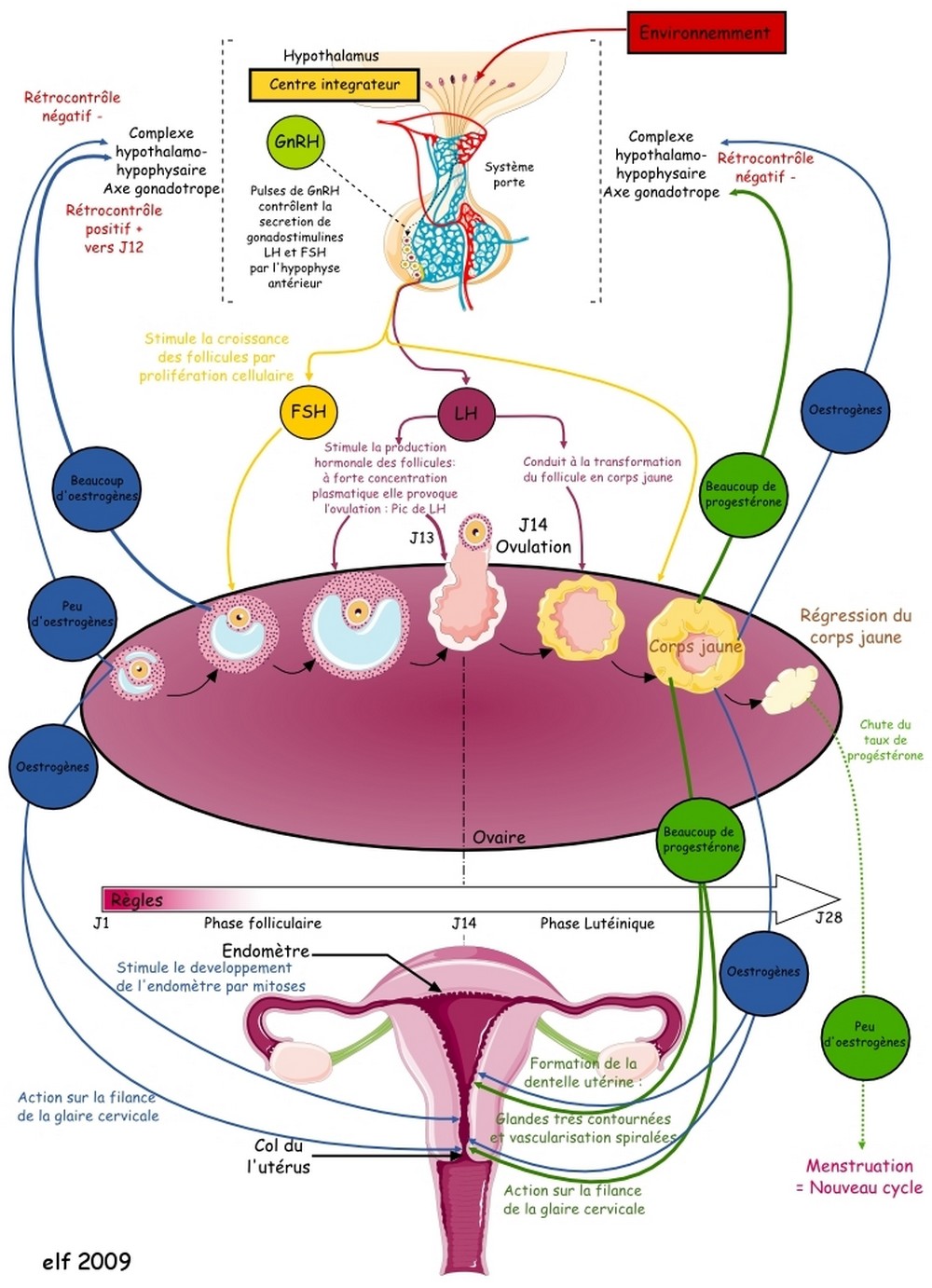 La coordination du cycle menstruel