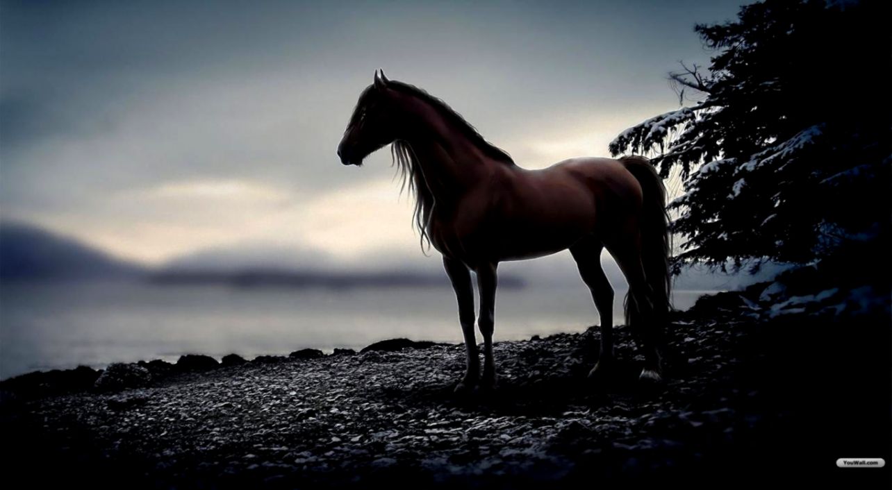 HORSE WALLPAPER Letter Wallpaper HORSE WALLPAPER Letter Wallpaper