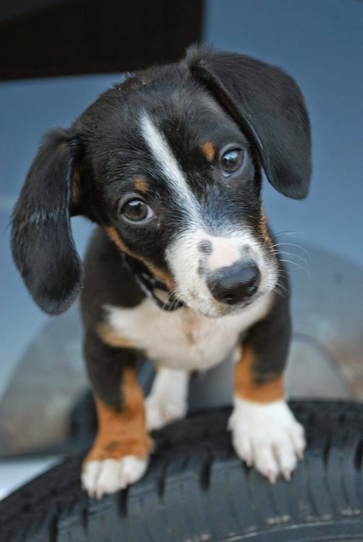 Pet's We Love Top 5 Stubborn Dog Breeds