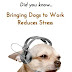 Τι επίδραση έχουν οι σκύλοι στην εργασία μας; 