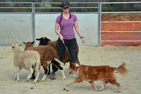 Australian cattle dog mix AHBA HCT herding trial class