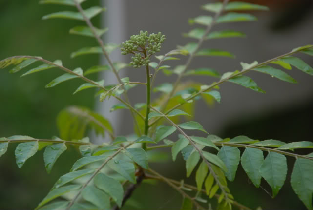 Curry Leaf ingridient in food cook of curry