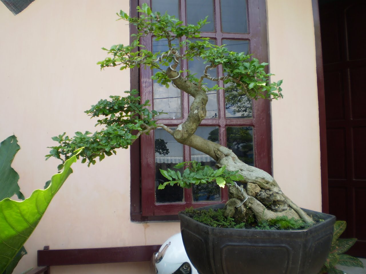 Kebun Bonsai Selorejo: Aneka Bonsai Serut Indah