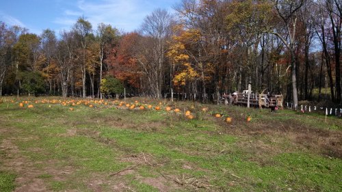 Planting a pumpkin patch 1