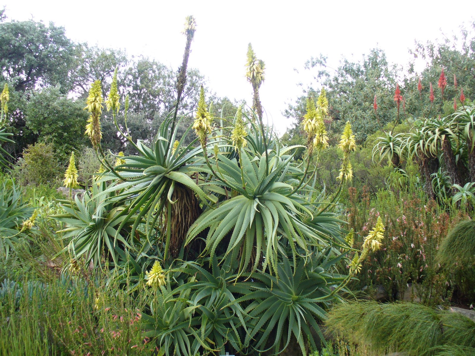 Trees Aloe Arborescens Candelabra Aloe