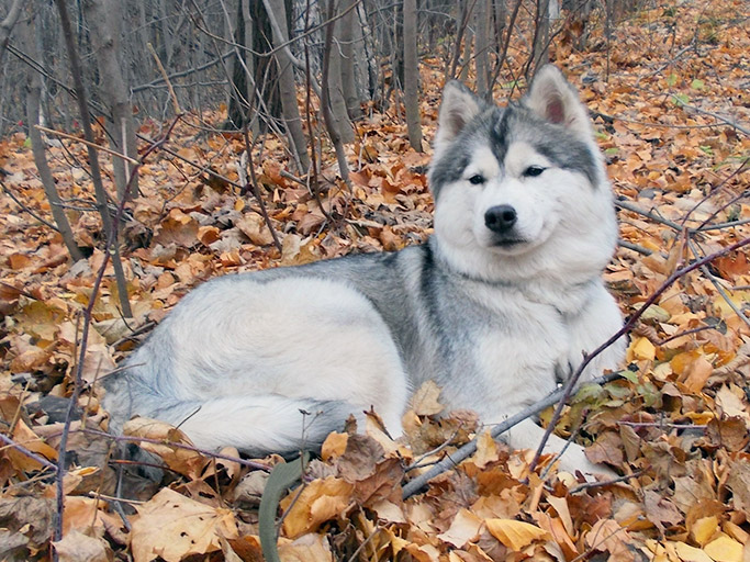 Сибирские хаски