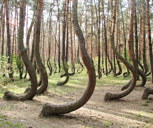 The crooked forest in Poland