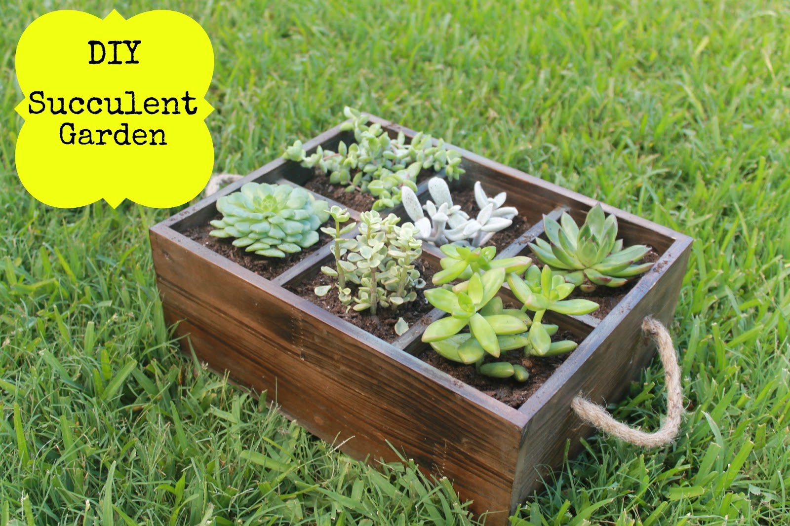 DIY Succulent Garden - Haute Mommy Blog