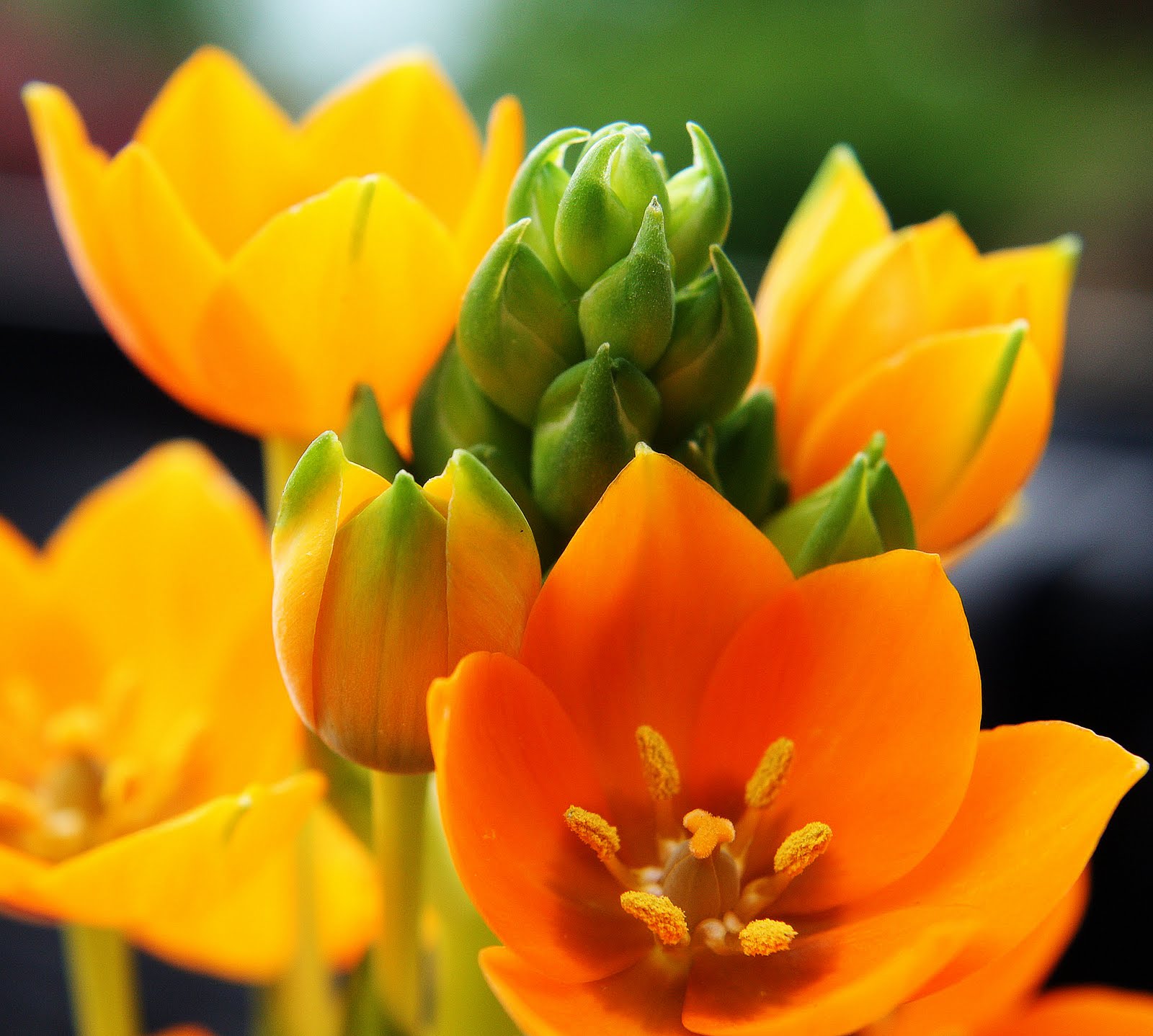 CARLETTA'S CAPTURES An Orange Star Plant for Mother's Day