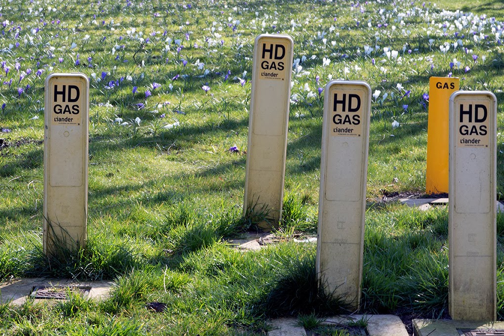 gas poles and crocuses