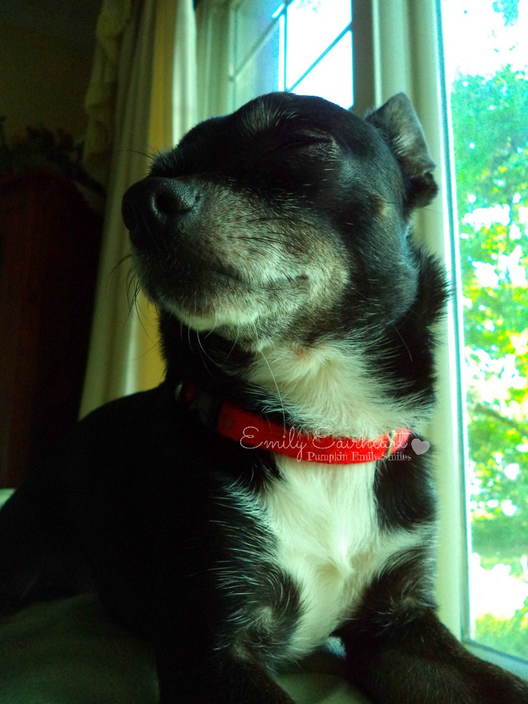 Minnie, Chihuahua