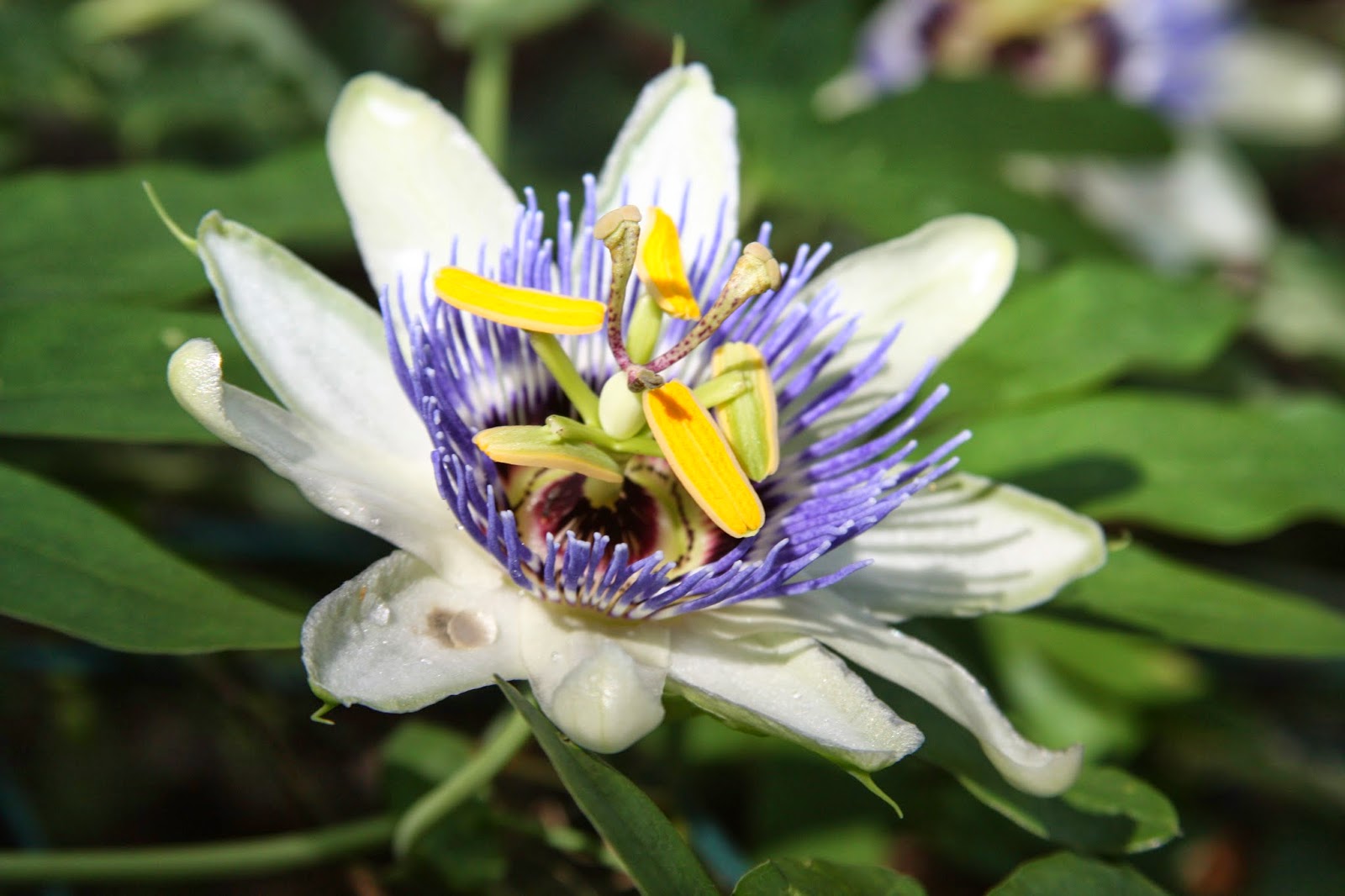 Take fall cuttings to multiply your favorite plants