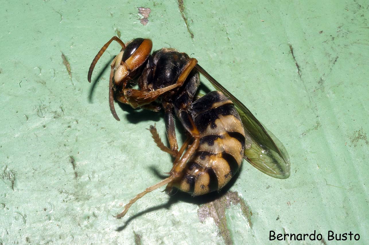 RÍA DE LA VILLA: En la casa del Avispón.