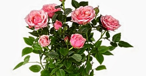 Cara Merawat Bunga Mawar yang Tepat