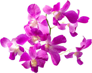 Orchid Meaning