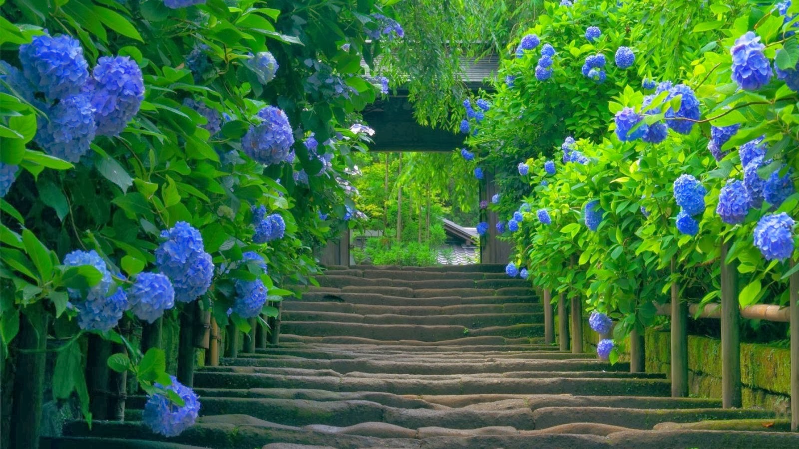 Flores-Japón-Escaleras-Camino-Flores-Azules-900x1600.jpg (1600×900