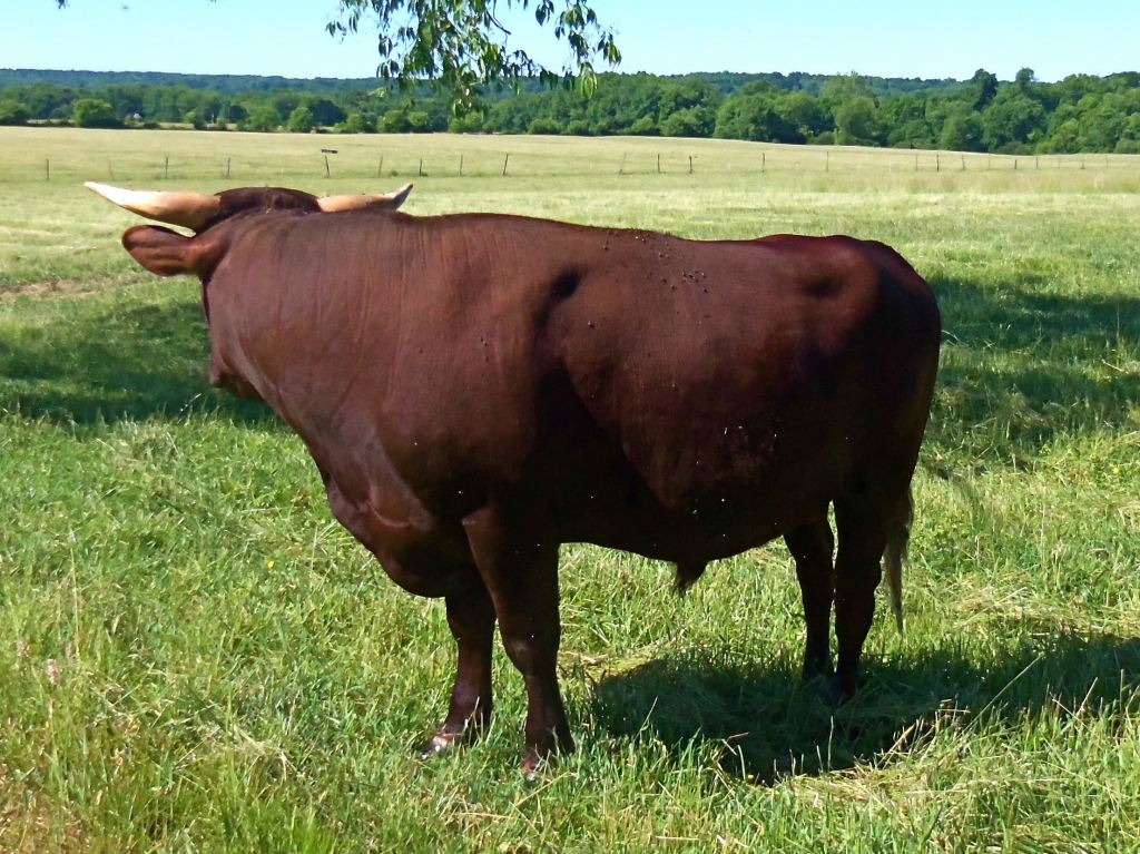 The Craighill Herd Heritage Beef for sale in Western Pennsylvania