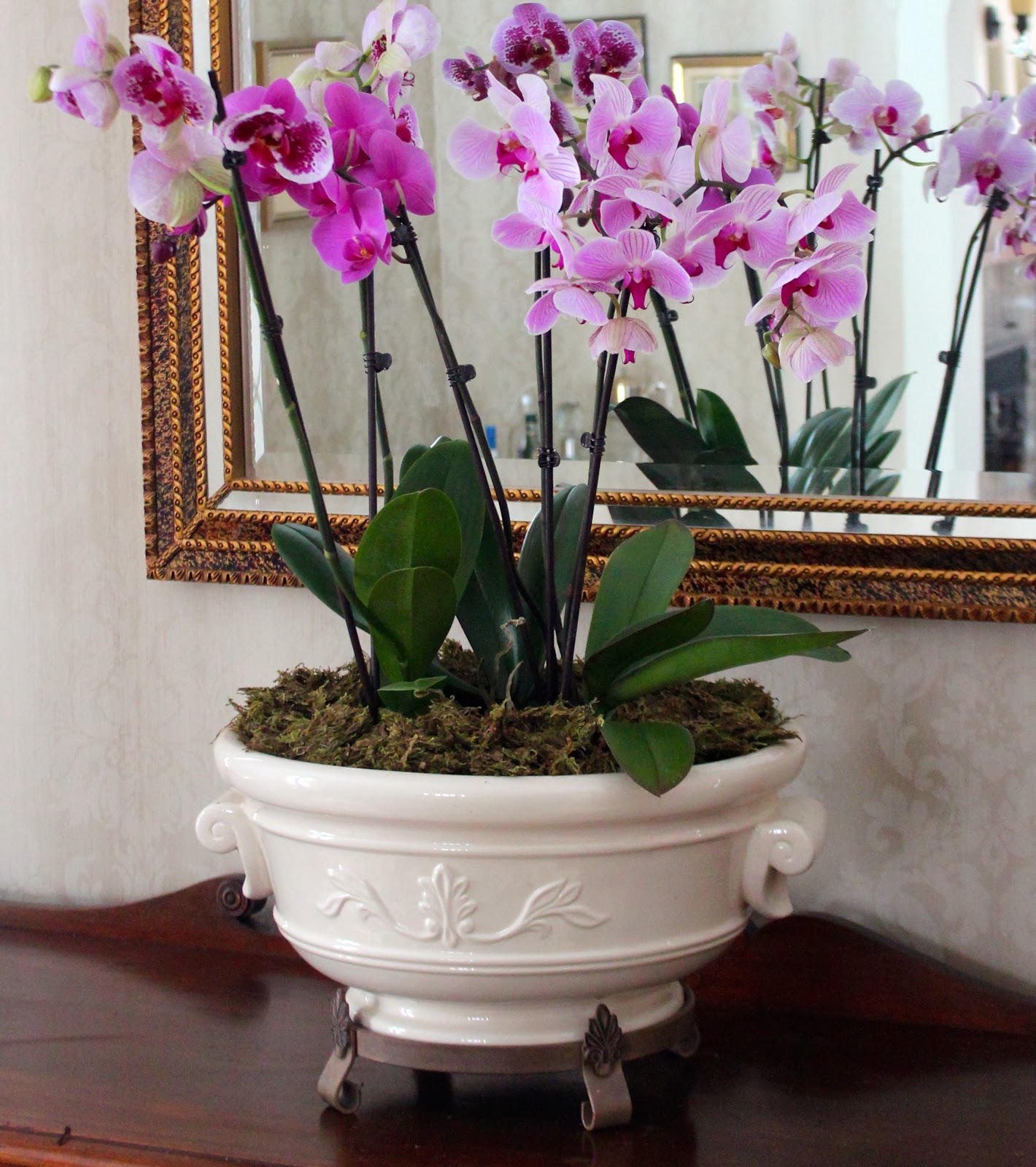 Tips for Growing Orchids from New House New Home Orchid care, Orchids, Beautiful orchids