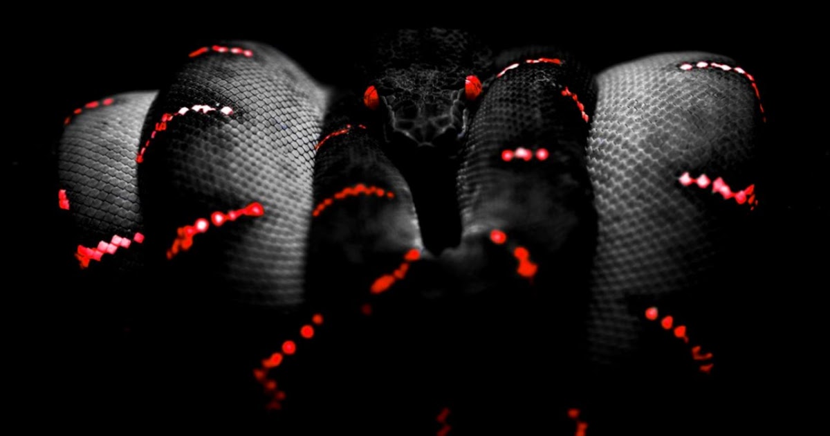 Red Snake Wallpaper | Amazing Wallpapers