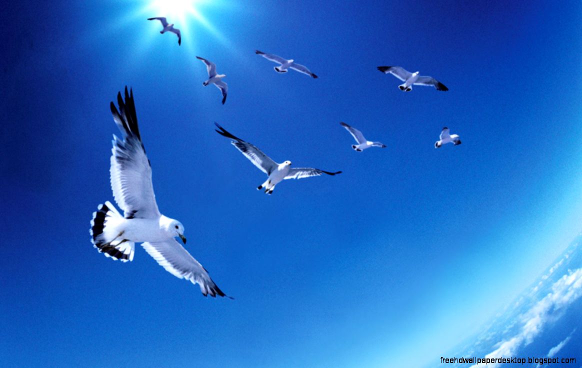 Flying Bird Nature Flying Bird Nature