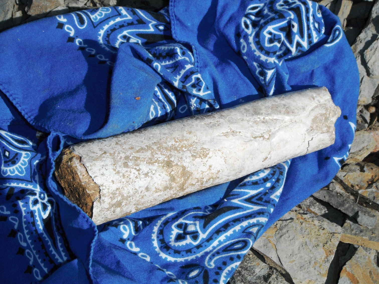 Rockhounding the Rockies Fossils in the Pierre Shale of Colorado Springs