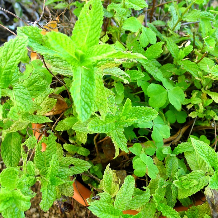 MY KITCHEN IN SPAIN BRING ON THE CARROTS!