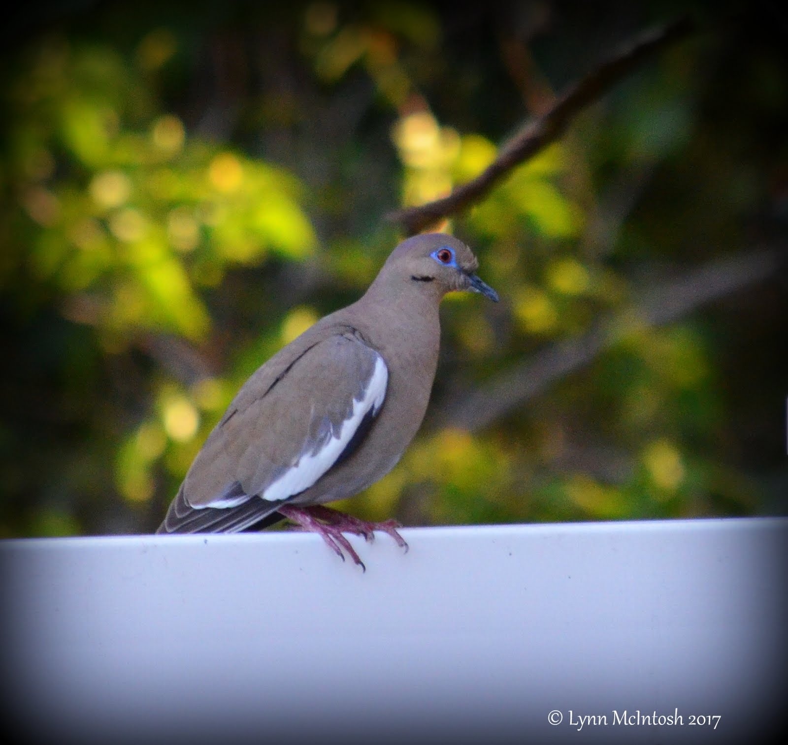 White Winged Dove