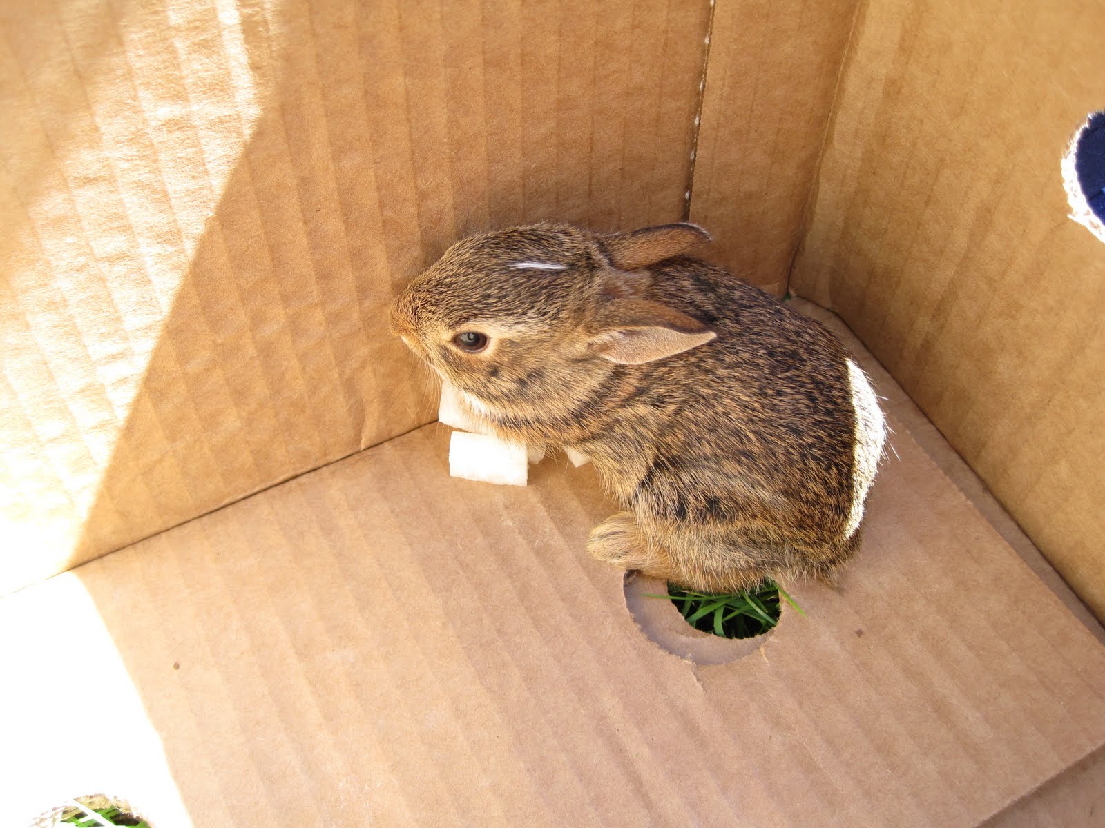 Confessions of a Laundry Faerie Widdle wild wabbits