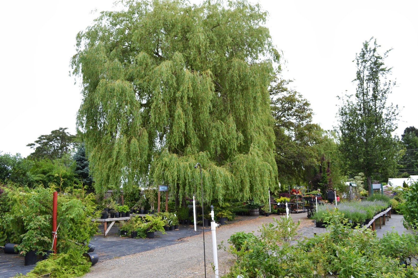 The Outlaw Gardener Vashon Island Part 3; Visiting Kathy's Corner Nursery