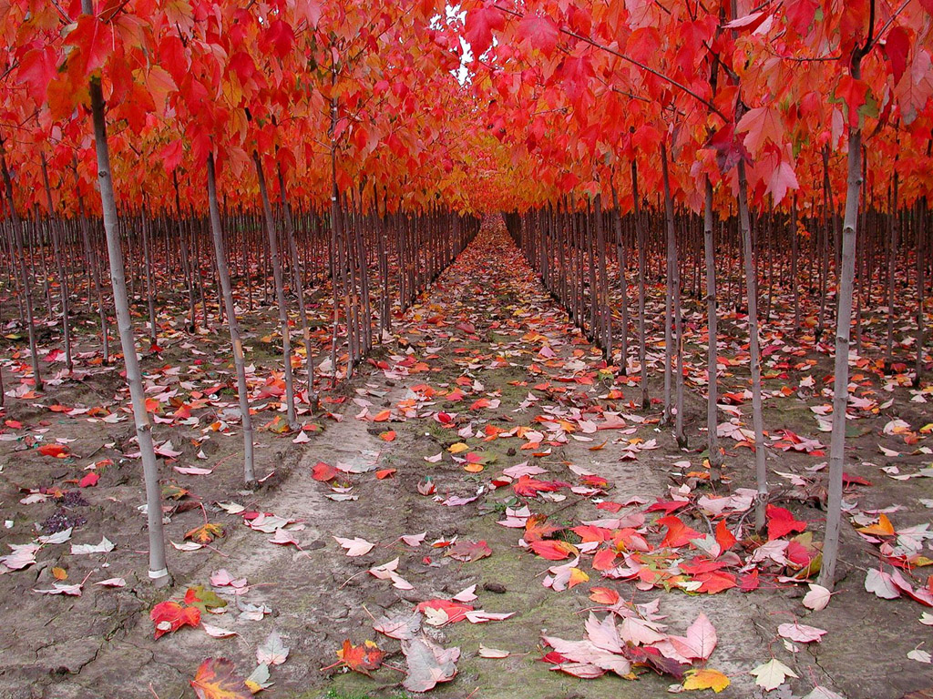 seasonal autumn