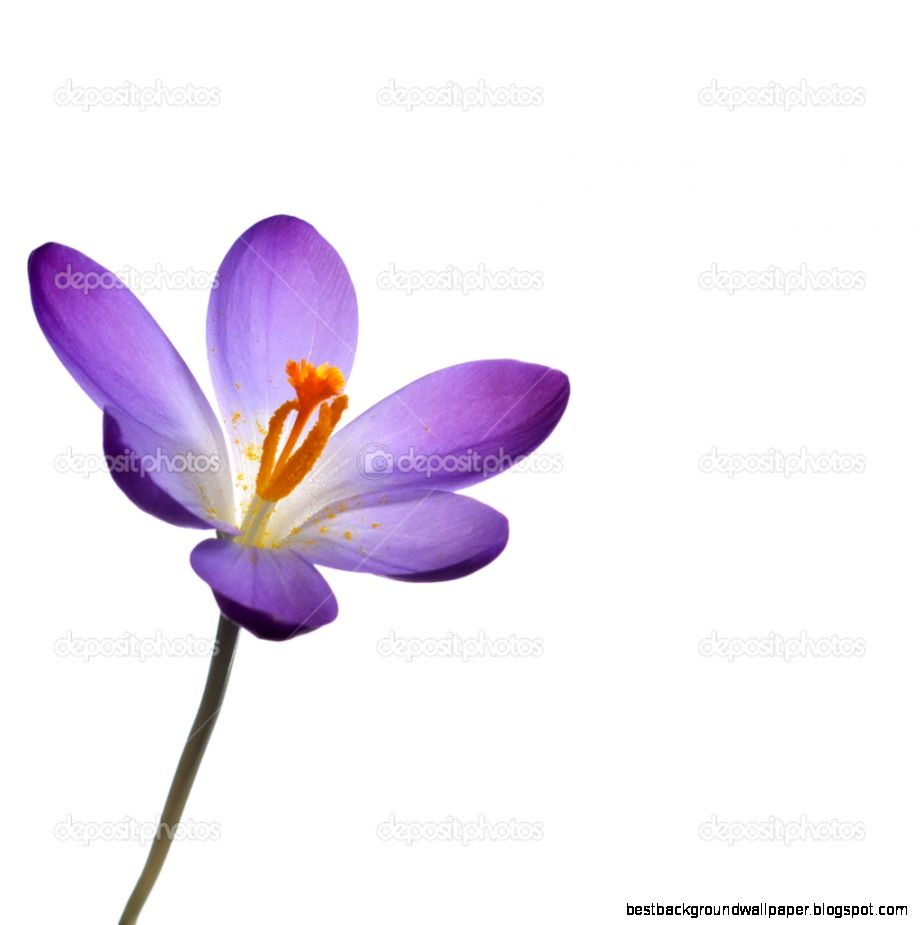 Purple crocus flower — Stock Photo © dambuster 9174603 Purple crocus flower — Stock Photo © dambuster 9174603