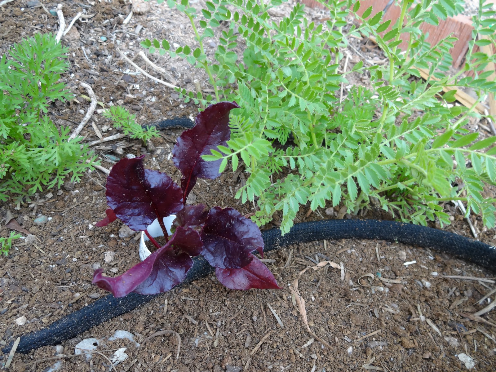 The Scientific Gardener Fertile Valley Seeds
