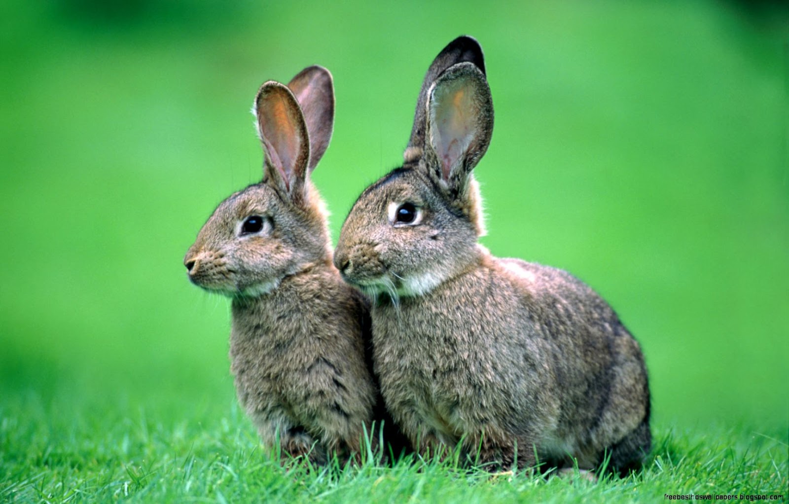 Cute Bunnies Animal Testing Cute Bunnies Animal Testing