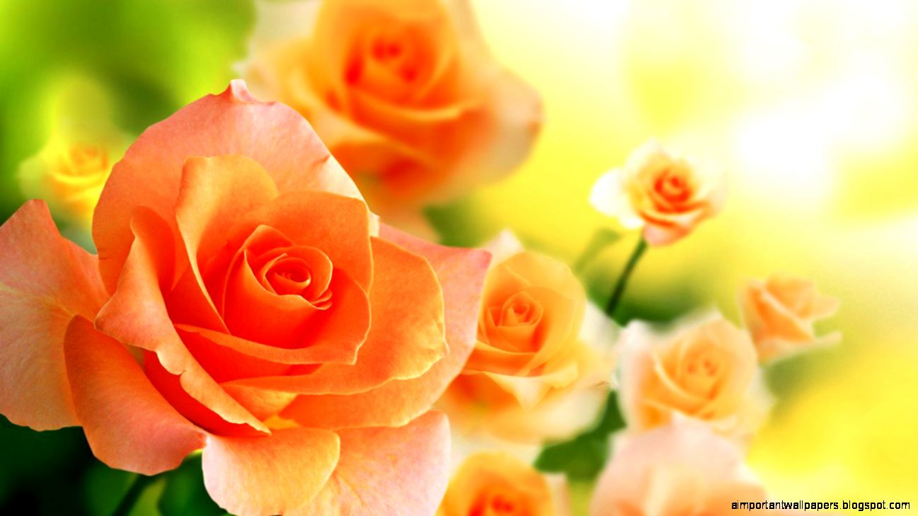 Orange Roses Flowers Wallpaper Blur Background 1366x768 iWallHD Orange Roses Flowers Wallpaper Blur Background 1366x768 iWallHD
