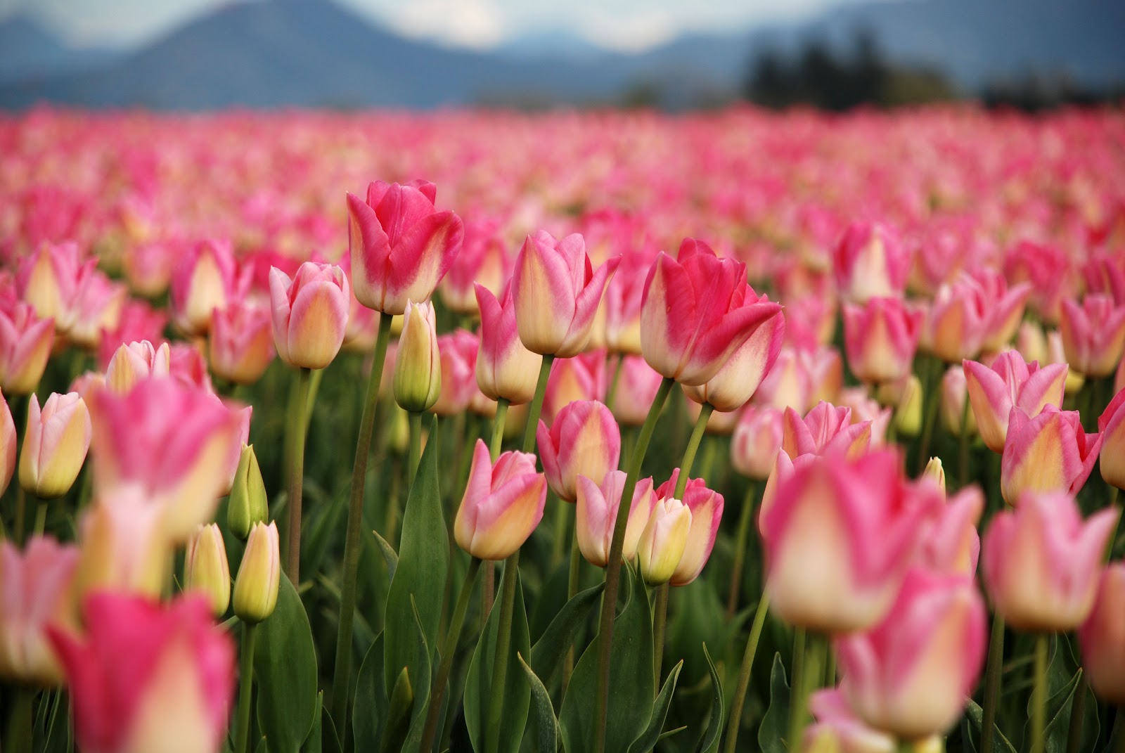The Skagit Valley Tulip Festival in Mt. Vernon, WA