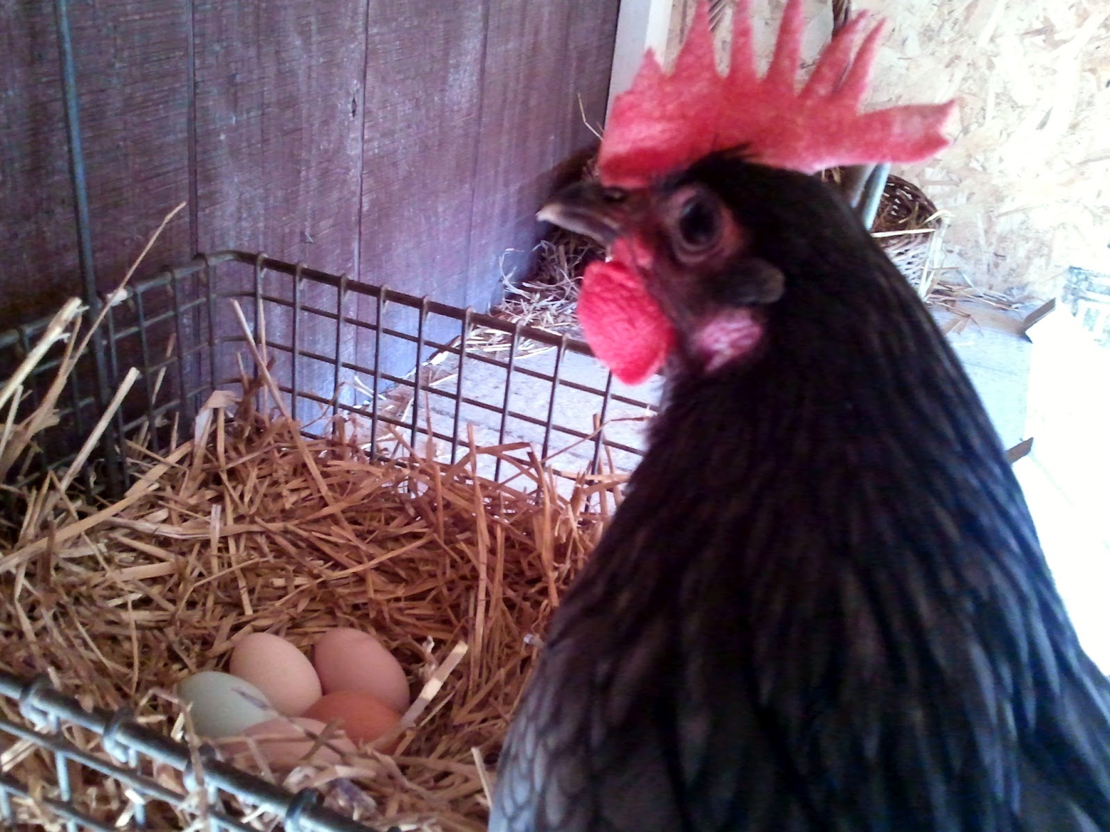 Fresh Eggs Daily® Crushing Eggshells as a Free Calcium Source for your