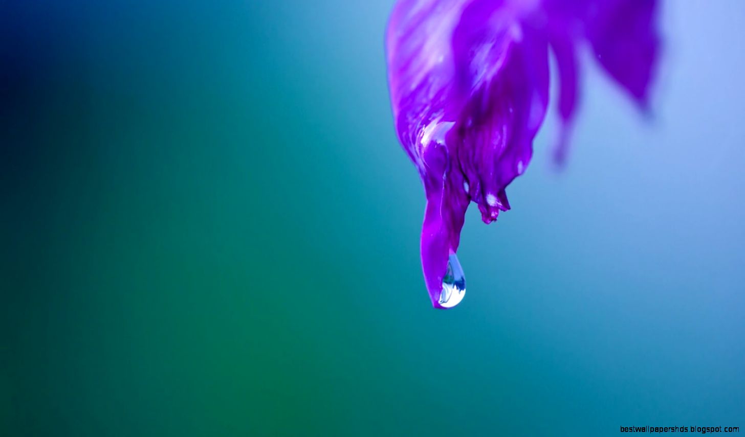 Flower Water Drops Flower Water Drops