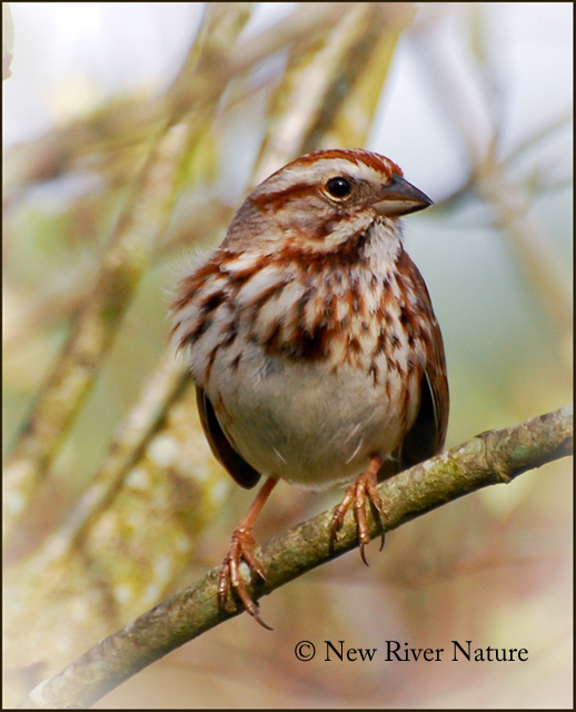 top 28 song sparrow sound writing careann s musings top 28 song sparrow sound writing careann s musings