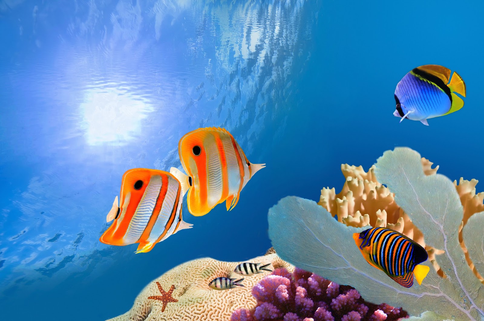 GUIA DEL ACUARIO DICK MILLS GRATIS PDF