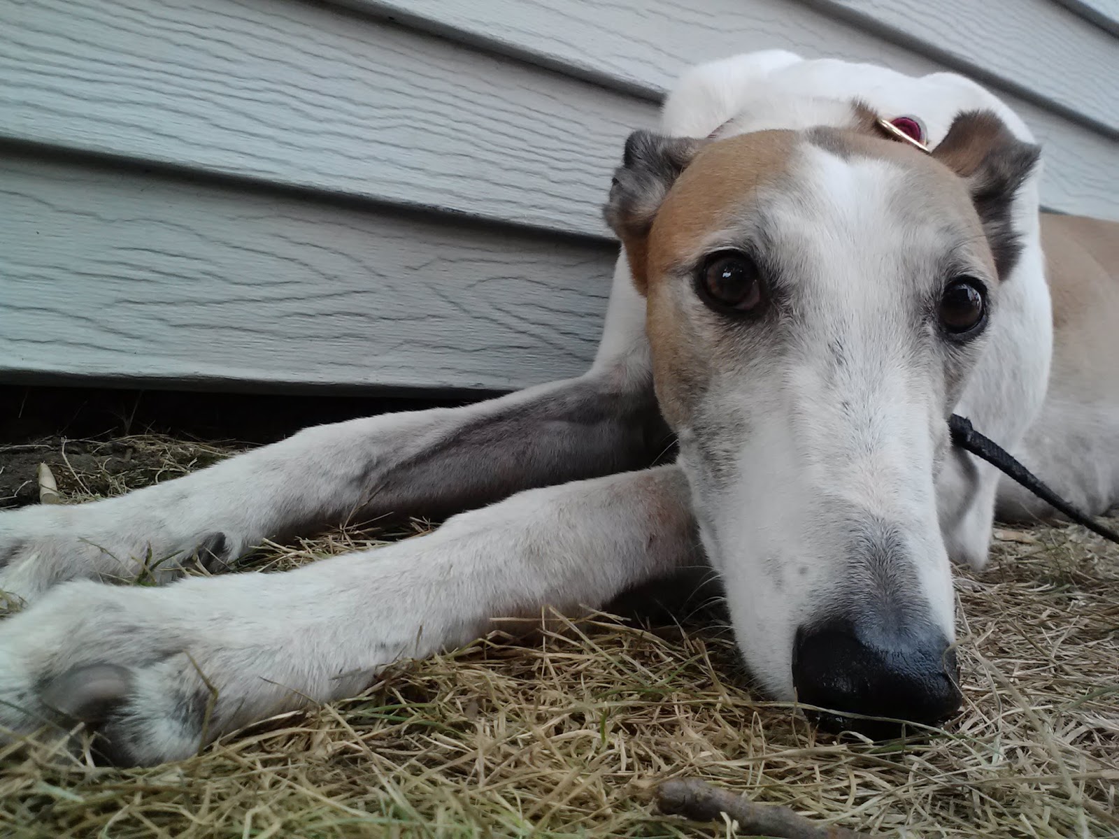 Northern Lights Greyhound Adoption Dog Blog NLGA Photo Roundup