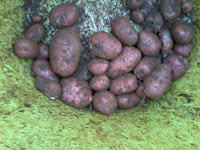 Desiree Potatoes