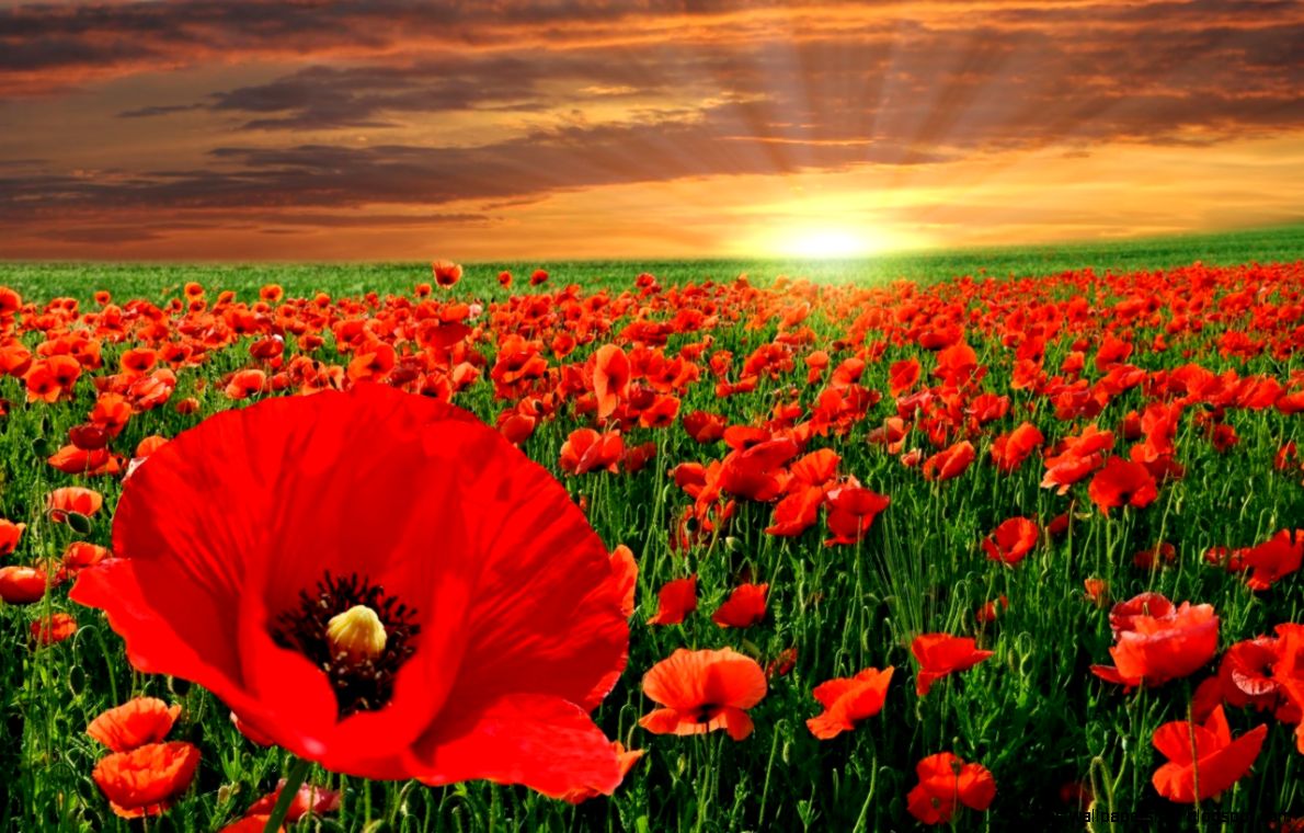 Flanders Fields BeautifulButSad Flanders Fields BeautifulButSad
